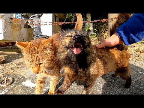 撫でられに割込んでくる野良猫がカワイイ(YouTube)