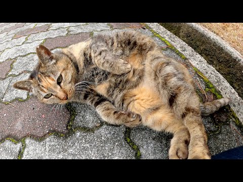 山道で丸くなっていたサビ猫がひざの上に登ってきて温まる(YouTube)
