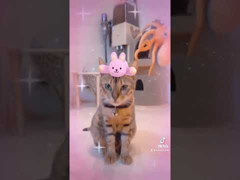 リンぴょんの正月ぴょんぴょん🐰 #shorts(YouTube)
