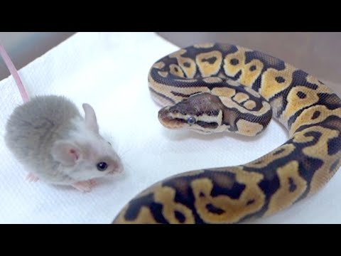 【閲覧注意】自分で餌を食べられなかった子蛇がついに自力で餌を食べるようになりました(YouTube)