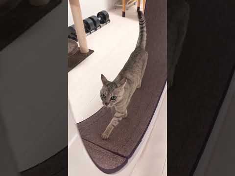 お散歩気分の猫 #shorts(YouTube)