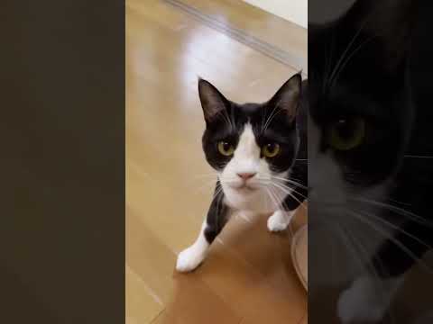 「ナ~ン」って鳴いて一直線に来てくれる猫(YouTube)