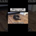 満腹のカワウソにご飯を見せたら面白い反応した！(YouTube)
