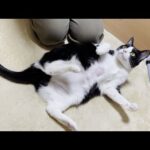 低温やけどになった猫の経過が気になる(YouTube)