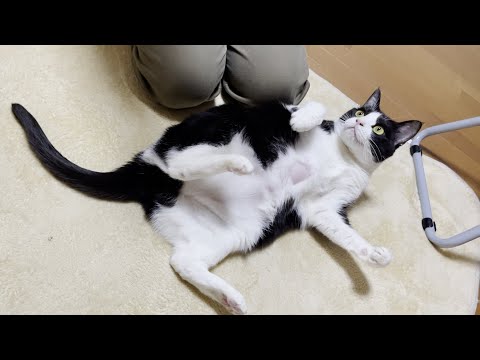 低温やけどになった猫の経過が気になる(YouTube)