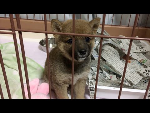 柴犬が４歳を迎えたので過去を覗いたら異次元の可愛さだった。(YouTube)
