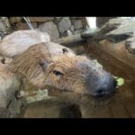 カピバラの露天風呂capybara bath(YouTube)