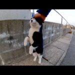 フェリー乗り場のハチワレ猫ちゃん、伸び上がって頭を擦りつけてきてカワイイ(YouTube)