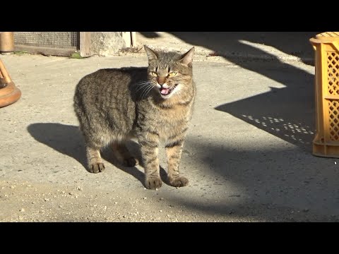 他の猫を寄せ付けなかった不器用な猫が今・・(YouTube)