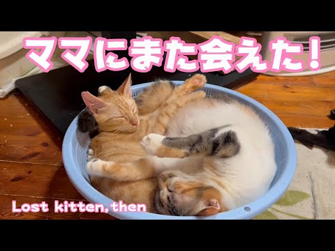 ママにまた会えた! もうどこもいかないよ Lost kitten,then(YouTube)