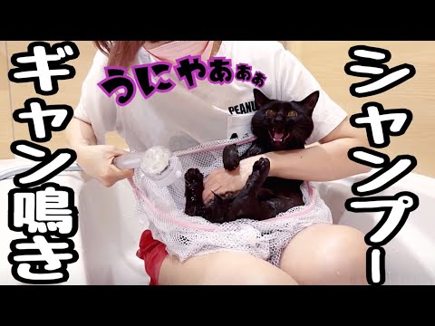 【猫シャンプー】大声で拒否してくるけど抵抗はしないお利口猫さん(YouTube)
