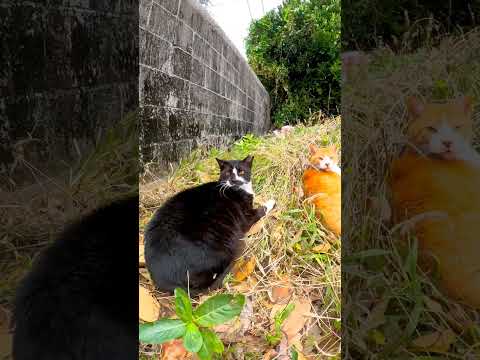駐車場で寝ていた猫を撫でるとオーバーリアクション過ぎて焦った #shorts(YouTube)