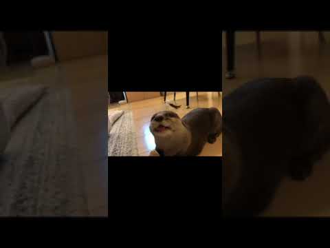 カワウソさくら 好物をとられまいと逃げる可愛いカワウソ otter that escapes so as not to take chicken #shorts(YouTube)