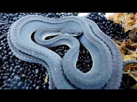 飼育激ムズな珍蛇、ドラゴンスネークに初めて餌やりしてみる(YouTube)