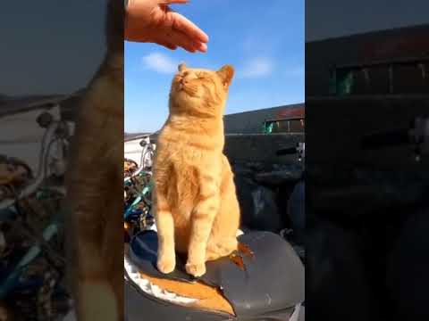 港近くで出会った茶トラ猫の頭を撫でると喜んで足踏みしだしてカワイイ(YouTube)