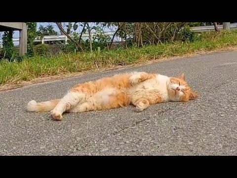 ゴロンゴロン転がって甘えん坊かと思いきや近づくと逃げる牧場にいた猫(YouTube)