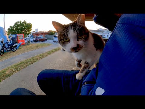 夕方の東屋のベンチに座ると猫が膝の上に乗ってきた(YouTube)