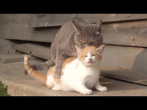 先輩猫からセクハラをされてブチギレる子猫ちゃん(YouTube)
