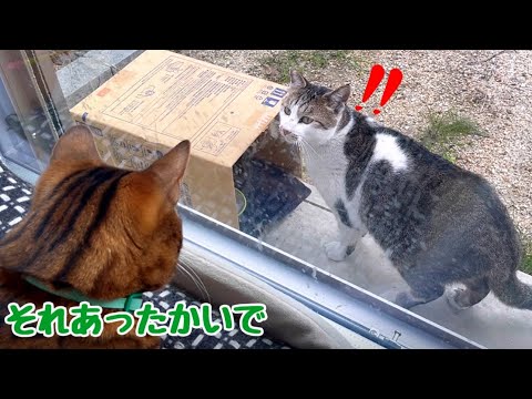 寒波に備えて湯たんぽ入りダンボールハウスを野良猫にあげてみた(YouTube)