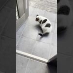 撤退が上手な豆大福は散歩のプロです(YouTube)