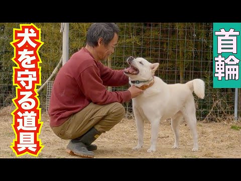 【愛犬を守る道具】散歩トレーニングに一番適した首輪はどれ？(YouTube)