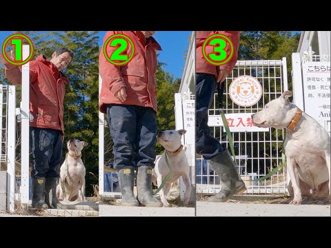 ピットブル　犬の散歩の問題行動の原因はスタートにあり！　興奮を抑え主導権を握って散歩する方法(YouTube)