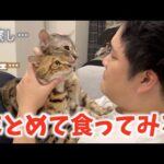 ネコ２匹を同時に食べるとこうなる(YouTube)