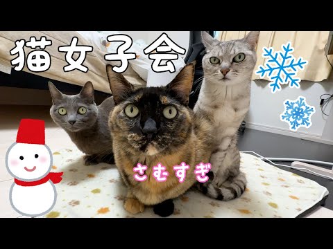 寒波で雪の日は寒すぎて猫女子会が開催されました！(YouTube)
