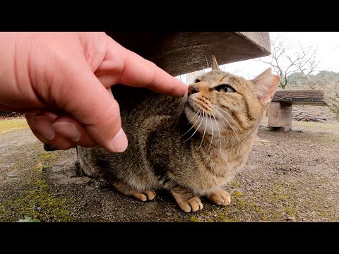 いつも甘えてくるムギワラ猫がライバル猫を縄張りから叩き出す！(YouTube)