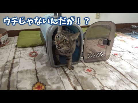 長年住み慣れた家を離れ、新しい生活が始まる猫(YouTube)