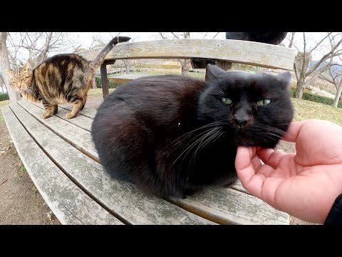 小さな黒猫が大きな黒猫とアメショー猫にグイグイと甘える(YouTube)