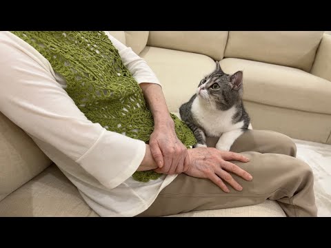半年ぶりに大好きなおばあちゃんに会ったら猫がこうなっちゃいました…笑(YouTube)