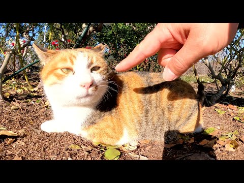 三毛猫姉妹がバラの花壇で寝そべって気持ちよさそうに日光浴をする(YouTube)
