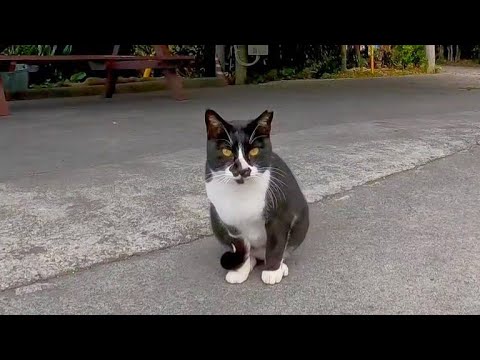 道端にいた猫を何故か道路脇に置いてあるテーブルに座ってナデナデしてきた(YouTube)