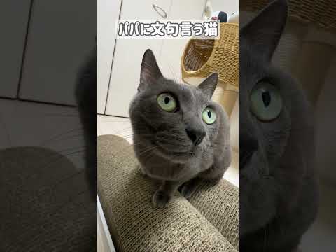パパに文句言う猫が可愛い #shorts(YouTube)