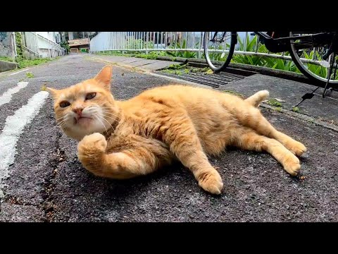 【今週のボツ動画】今週撮った短い未公開動画まとめて公開-unreleased video of this week-2023/1/4w(YouTube)