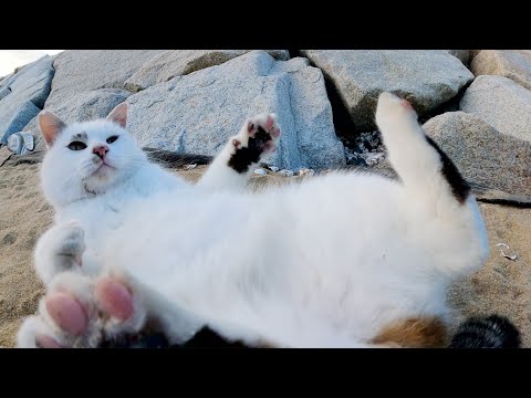 いつも大人しいマロ猫ちゃんがシャムミックス猫を追い回す(YouTube)