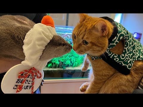 新年早々平和大戦争が勃発してしまうカワウソ猫家 Otter cat causes a great peace war at the beginning of the New Year(YouTube)