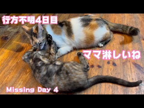行方不明4日目　ママは淋しいニャン　Missing Day 4(YouTube)