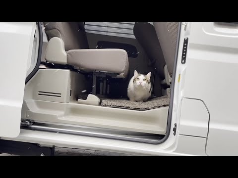 「大寒波はアカン寒すぎる」とすぐに退散する猫(YouTube)