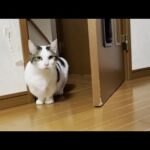 どんなシチュエーションでもインターホンが鳴るとダッシュする猫(YouTube)