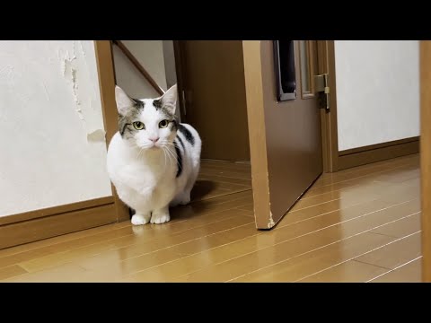 どんなシチュエーションでもインターホンが鳴るとダッシュする猫(YouTube)