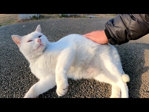 ムスッとした白猫ちゃんが足元にスリ寄って甘えてきた(YouTube)