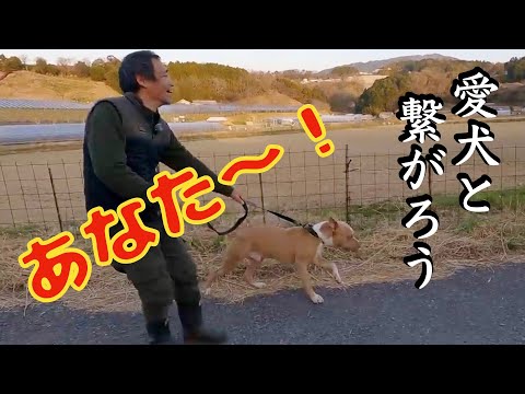 愛犬と心と心で繋がれば犬の問題行動は封印される❗️その為にやるべき事(YouTube)