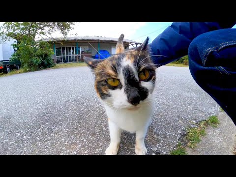 道端で出会った三毛猫とハチワレ猫、何か会話している?!(YouTube)