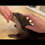 ママの妹とも仲良くなってきたカワウソとウルトラマイペースの猫 Otter getting along well with mam’s sister(YouTube)