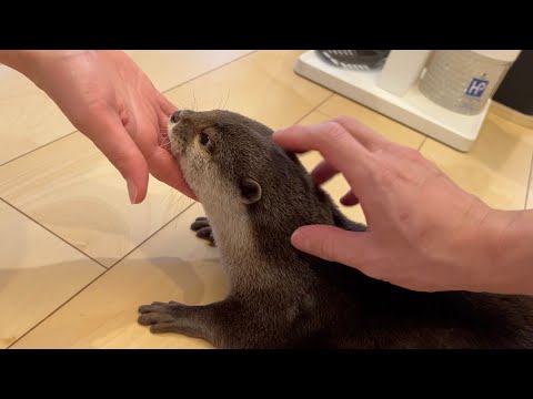 ママの妹とも仲良くなってきたカワウソとウルトラマイペースの猫 Otter getting along well with mam’s sister(YouTube)