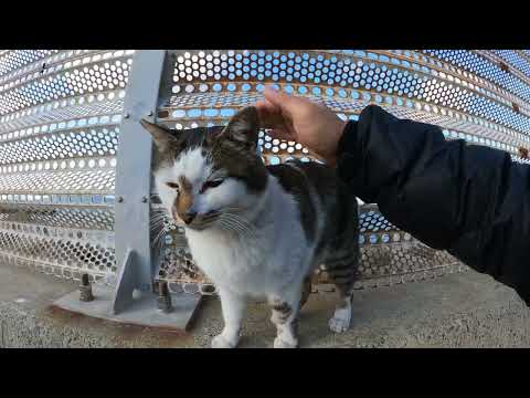 いかついキジシロ猫が堤防にのって「モフって！」と訴えてきてた(YouTube)
