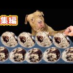 【マニア向け総集編】ピットブルがひたすらうずらの卵を噛み砕く咀嚼音がクセになる(YouTube)