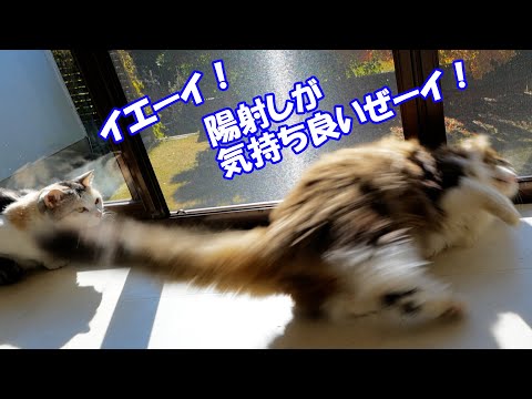 窓や網戸が綺麗になっていつも以上に上機嫌な巨猫のボス吉(YouTube)